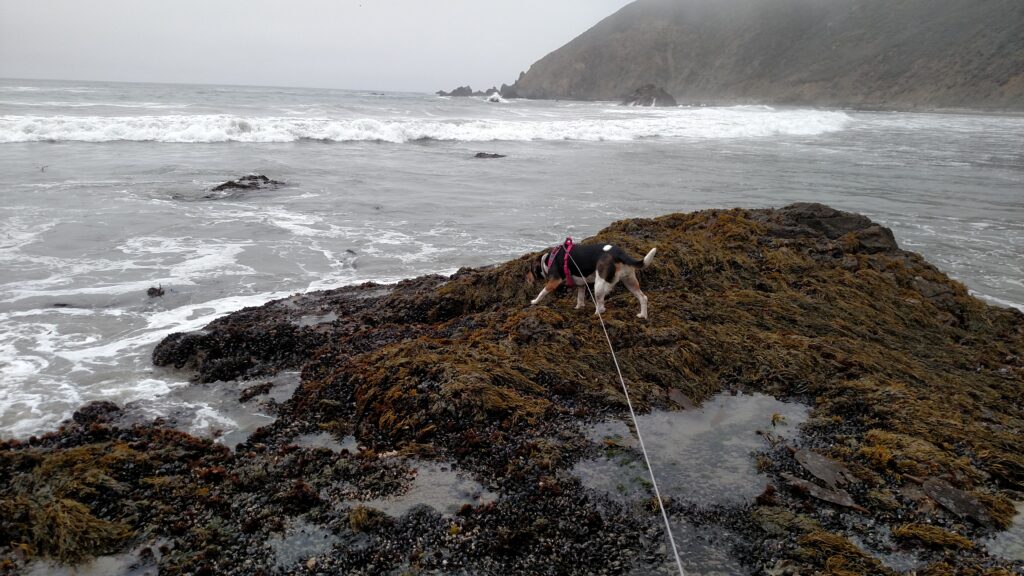 Dora exploring Beach