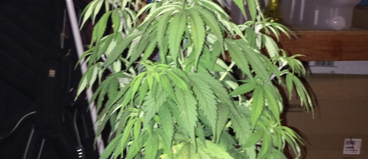 Corona Chaos and Flowering Cannabis