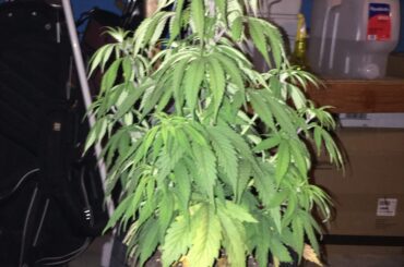 Corona Chaos and Flowering Cannabis ! Corona Chaos and Flowering Cannabis
