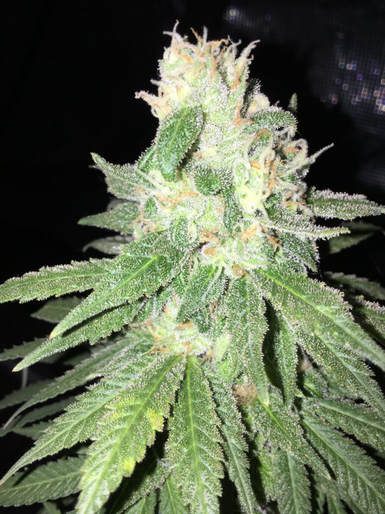 Frosty nugget