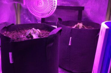 Plant Update Week 2 Plant Update Week 2