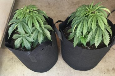 Plant Update week 5