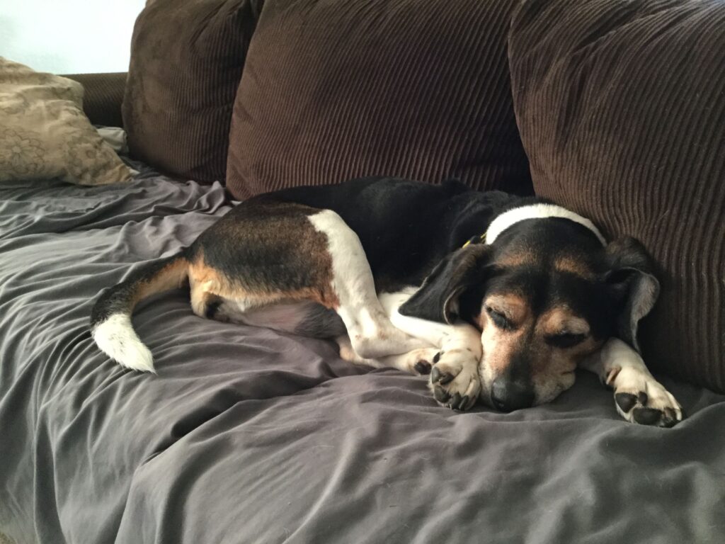 Dora taking a nap.