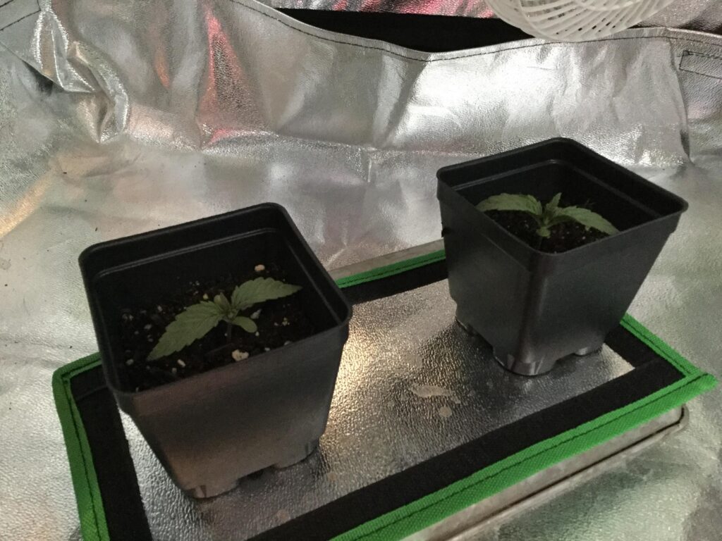 First two Cannabis Crops, planted on SuperBowl