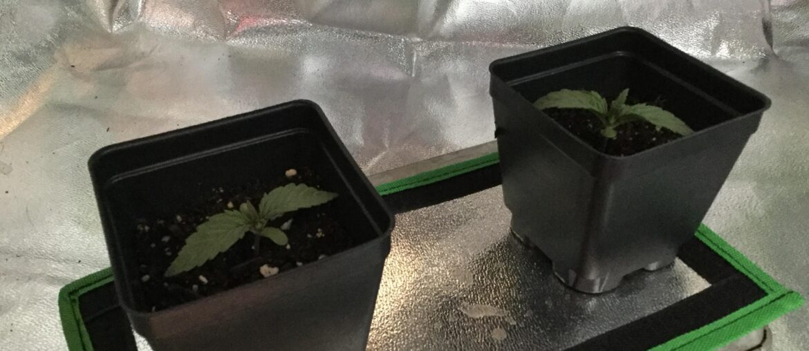 First two Cannabis Crops, planted on SuperBowl