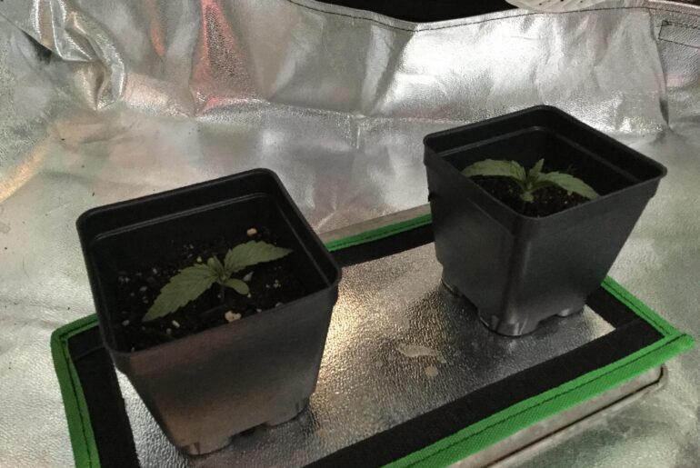 First two Cannabis Crops, planted on SuperBowl