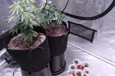 Banana Hammock Harvest and Cloning