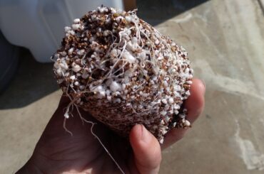 Cannabis Update: Learn from your mistakes!