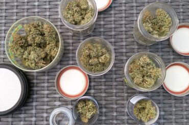 Happy Holidays: A Cannabis Update