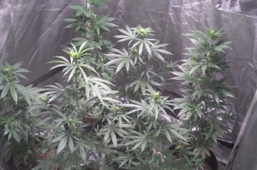 Cannabis Update: Flower Power x10