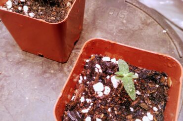 Lost Seedlings and Launching a Podcast