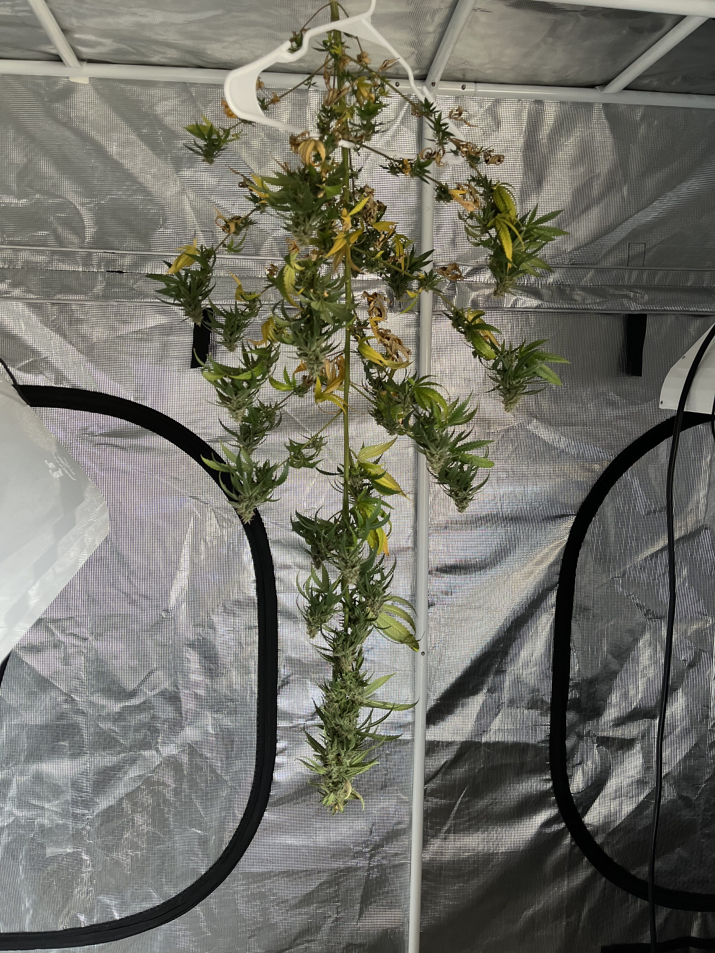 Plant Update: Blueberry Muffins Cooling in the Windowsill